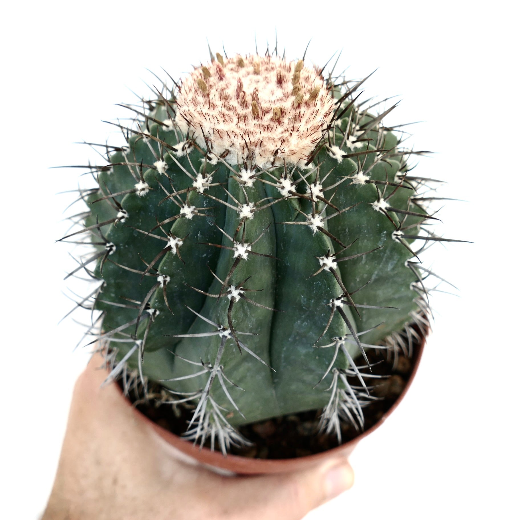 Nahaufnahme von Melocactus glaucescens White Cephalium, die in der Hand gehalten wird, mit Fokus auf den gerippten grünen Stamm mit scharfen Stacheln und dem dichten weißen Cephalium an der Krone.
