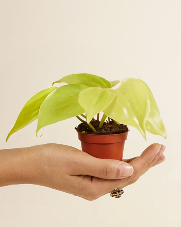 Baby Philodendron Micans Lime