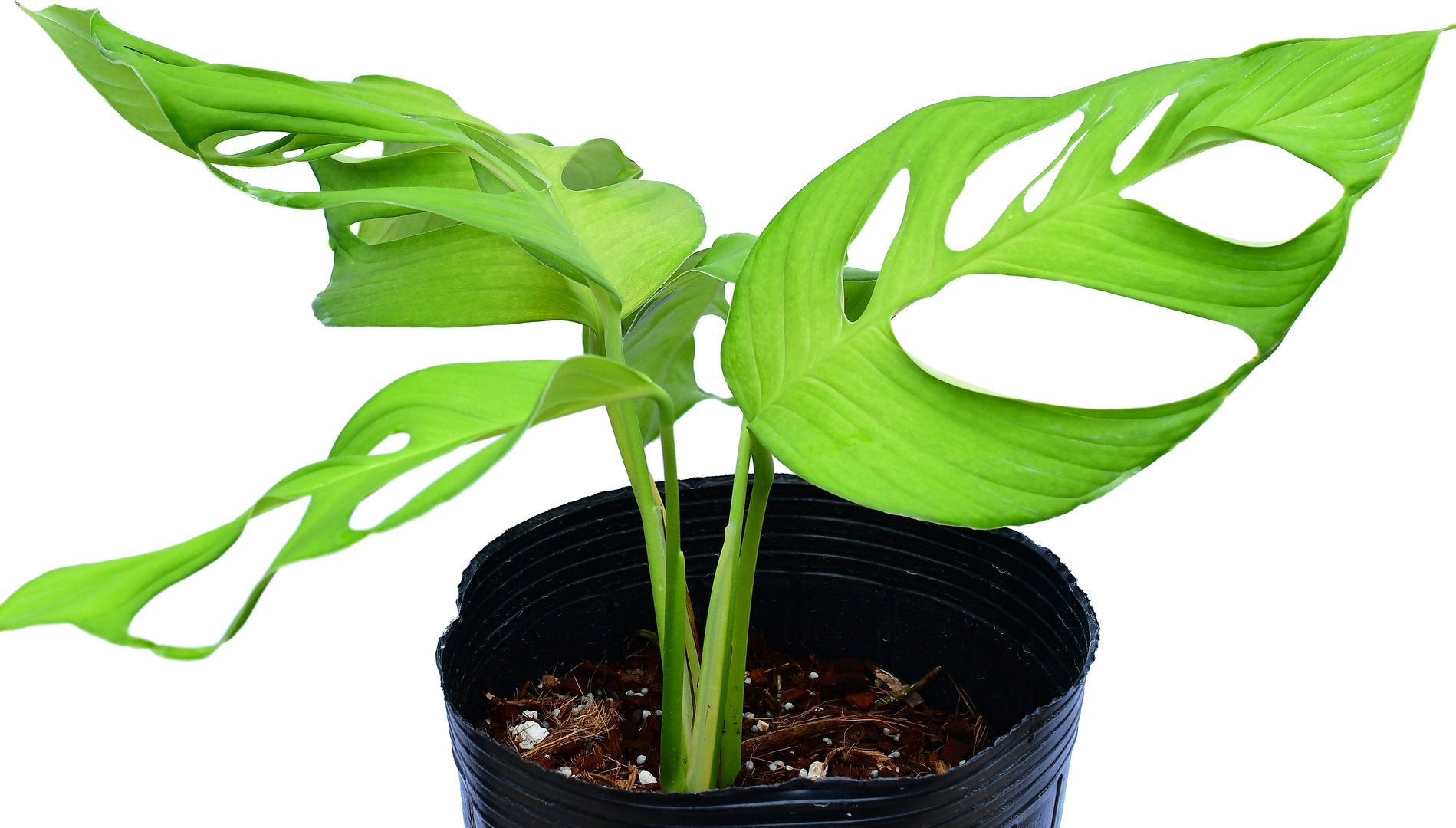 Monstera sp 'Pachicutza'