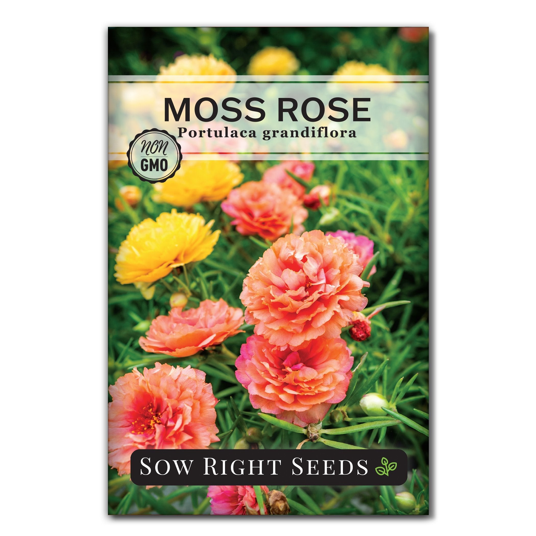 moss rose seed packet flowers sow right seeds