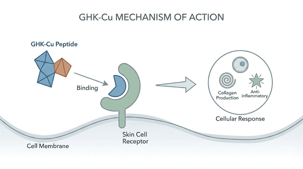 ghk-cu injectable side effects Copper Peptides Effects: What The Research Shows GHK-Cu Peptide Benefits and Side –