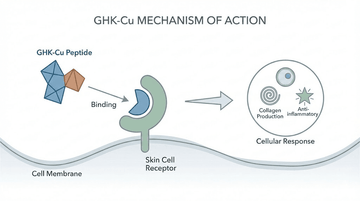 ghk-cu injectable side effects Copper Peptides Effects: What The Research Shows GHK-Cu Peptide Benefits and Side –