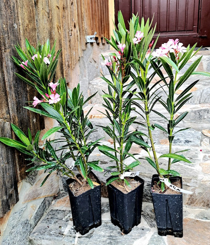 Oleander Atlas  / ↨ +/- 60 cm (Beispielfoto 4-6 Lt. Topf----