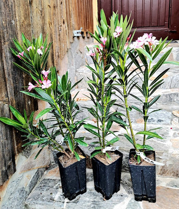 Oleander Atlas  / ↨ +/- 60 cm (Beispielfoto 4-6 Lt. Topf----