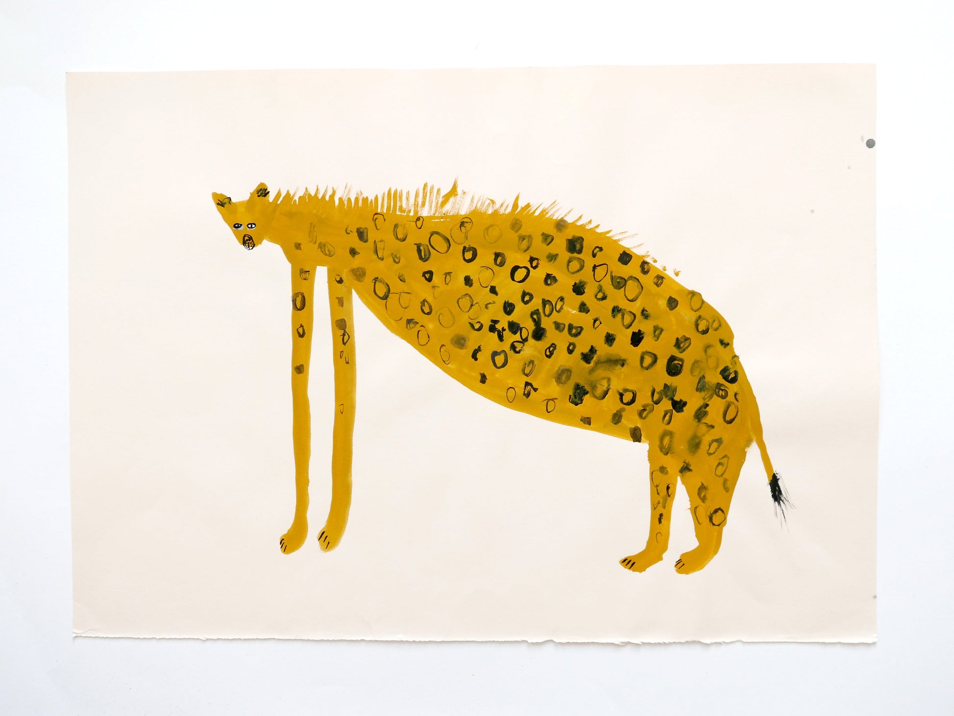 Cheetah