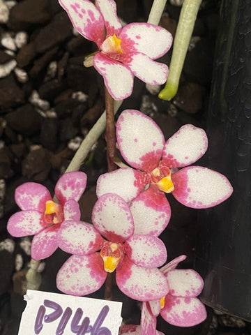 P146 Sarcochilus Burgundy On Ice 'Large'