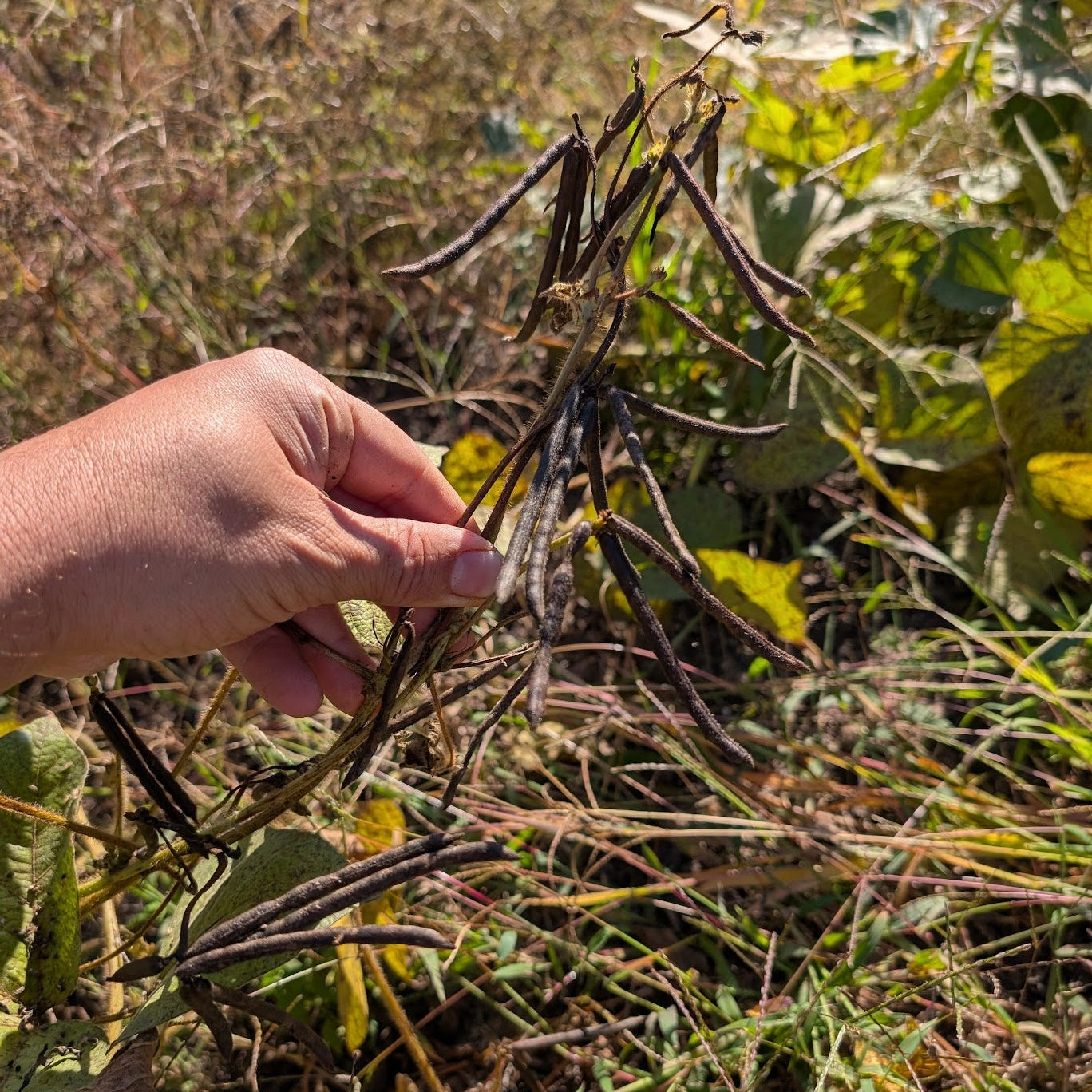 Iranian Mung Bean