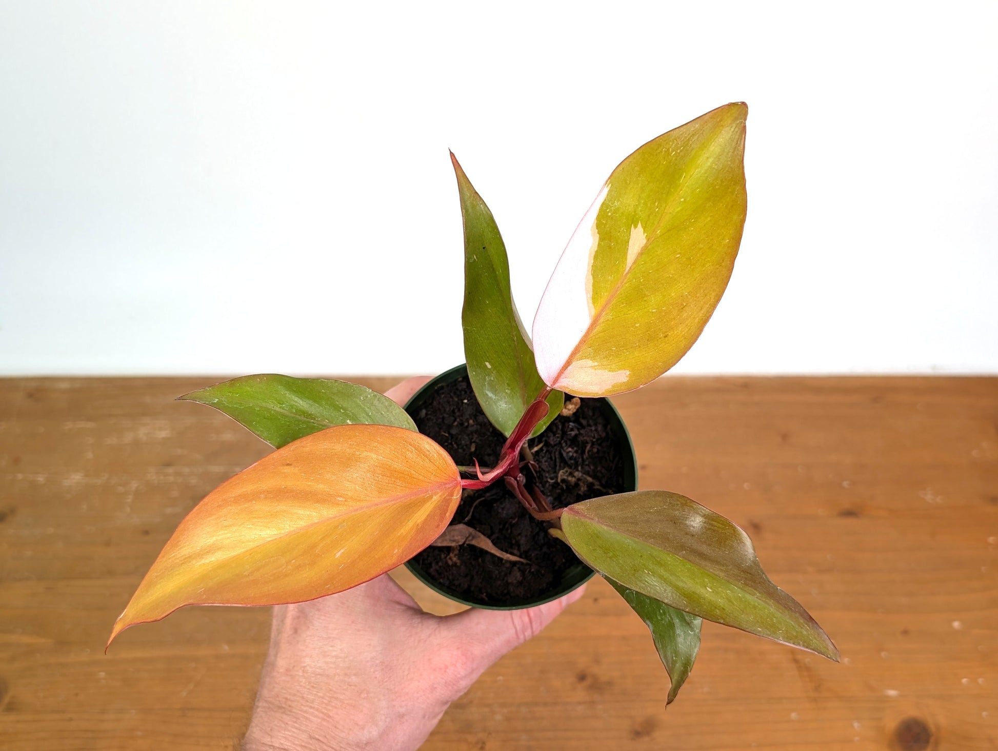 Philodendron Persimmon Princess