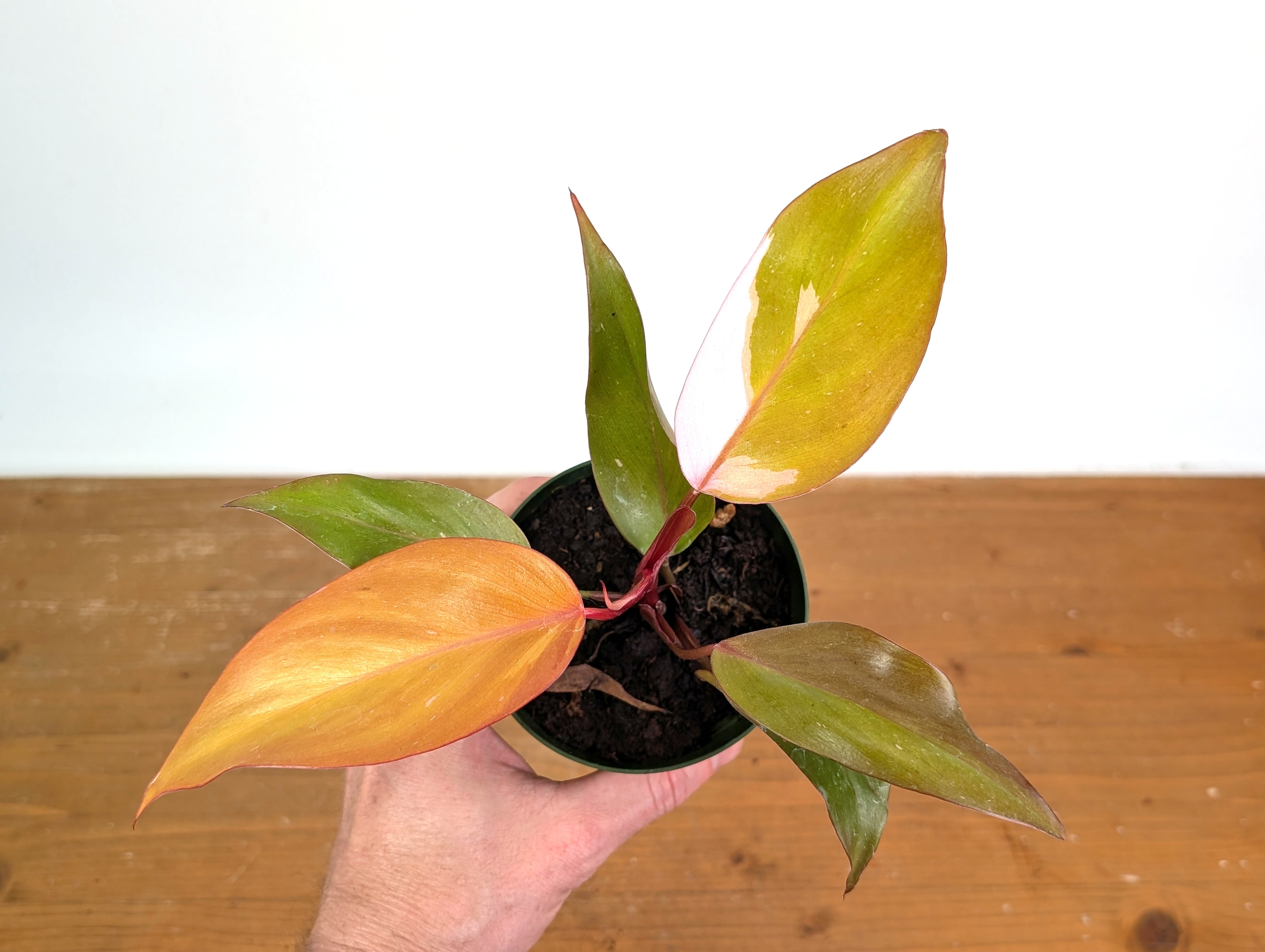 Philodendron Persimmon Princess