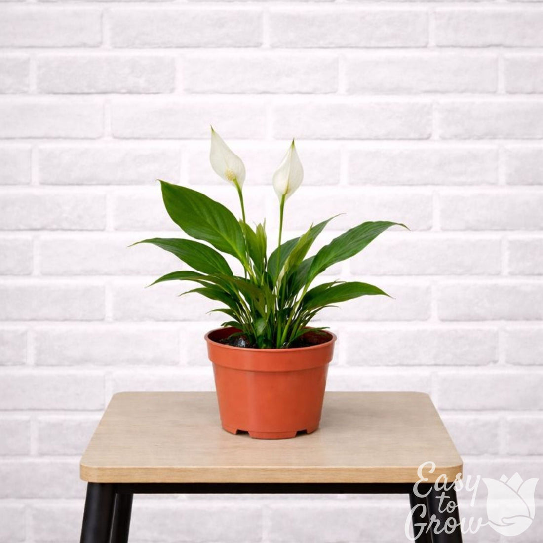 Peace Lily Houseplant in a grower pot, on a stool.