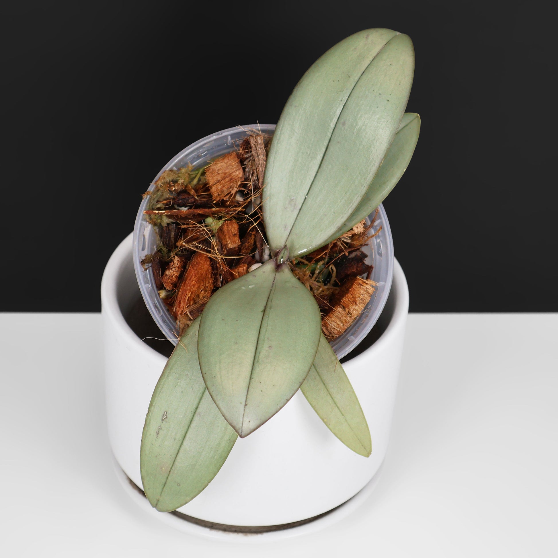 Phalaenopsis Bronze Maiden "Rio"