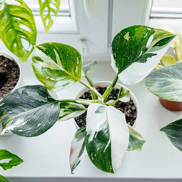 White Princess Philodendron Plant