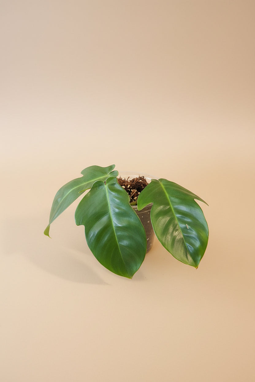 Philodendron squamiferum stuns with fuzzy red stems and deeply lobed leaves. A rare climbing beauty that adds wild, textural drama to any indoor jungle