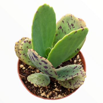 Kalanchoe marmorata Pen Wiper Plant in nursery container.