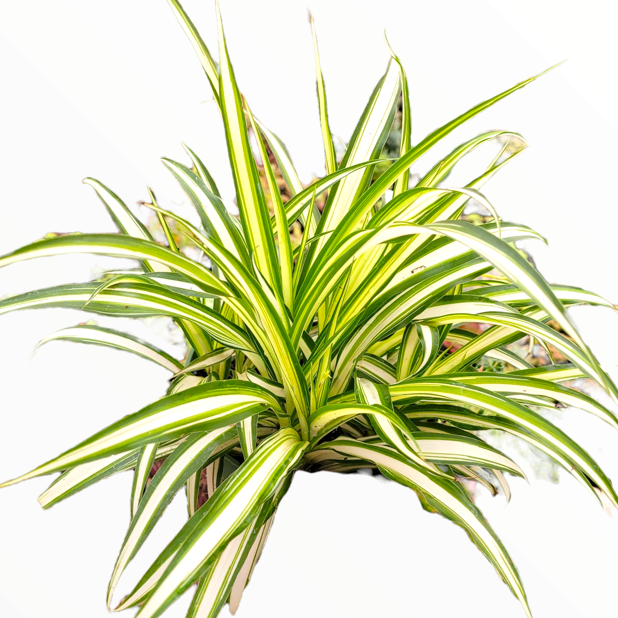 Chlorophytum comosum 'Spider Plant' with variegated arching leaves.