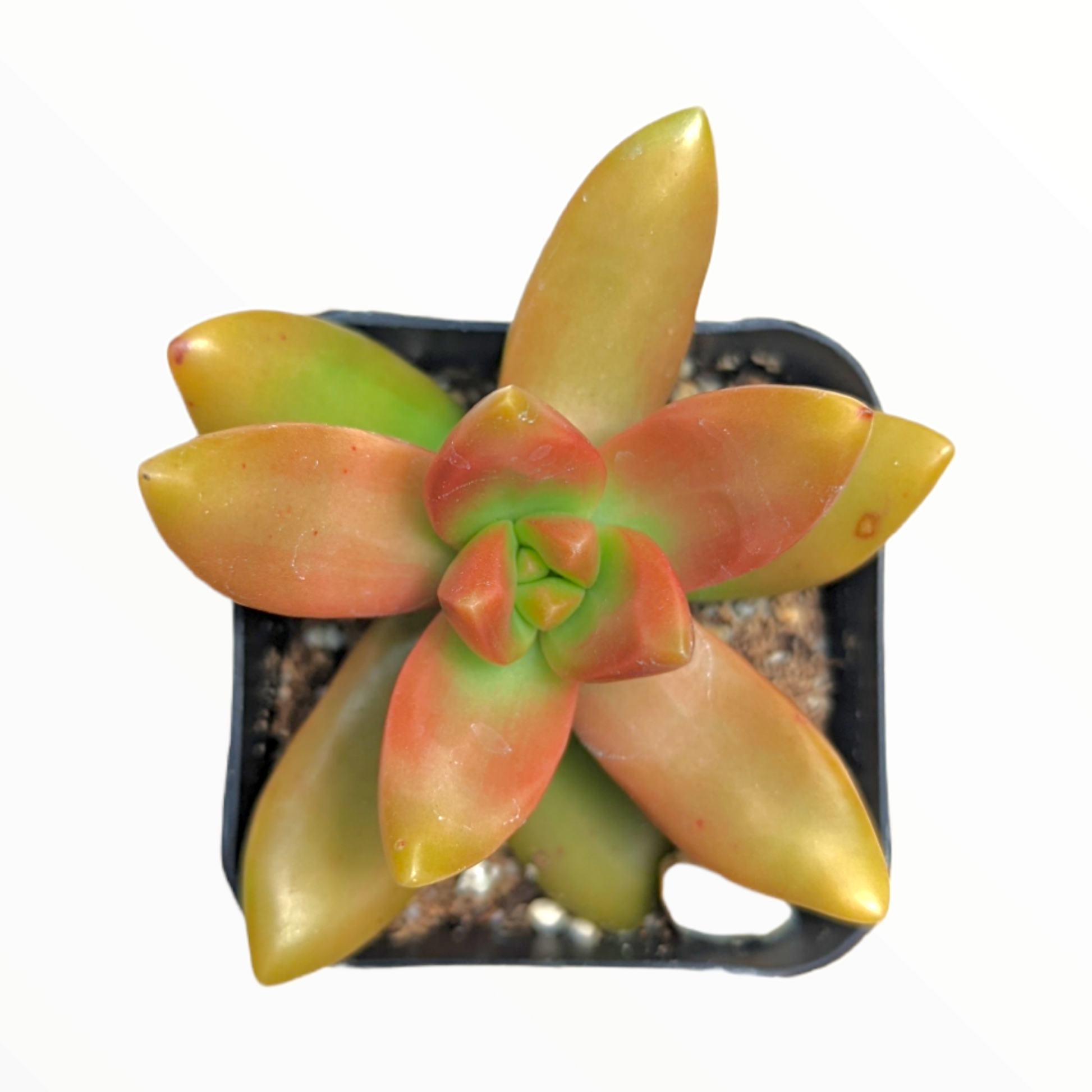 Coppertone Stonecrop in square pot with teardrop leaves.