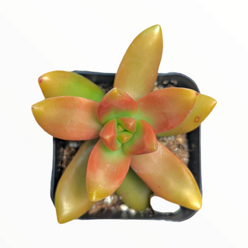 Coppertone Stonecrop in square pot with teardrop leaves.