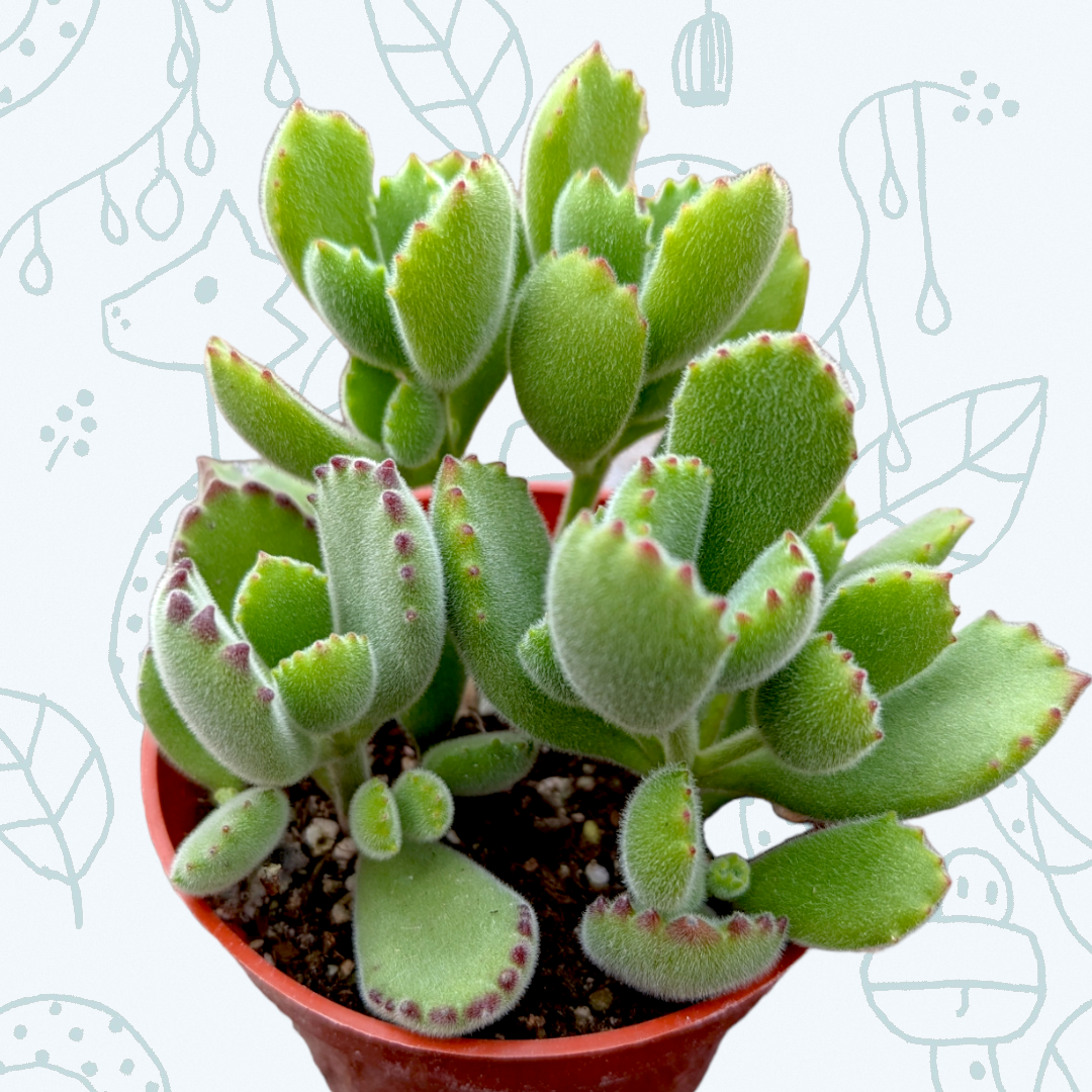 Cotyledon tomentosa Bear's Paw in red nursery pot.