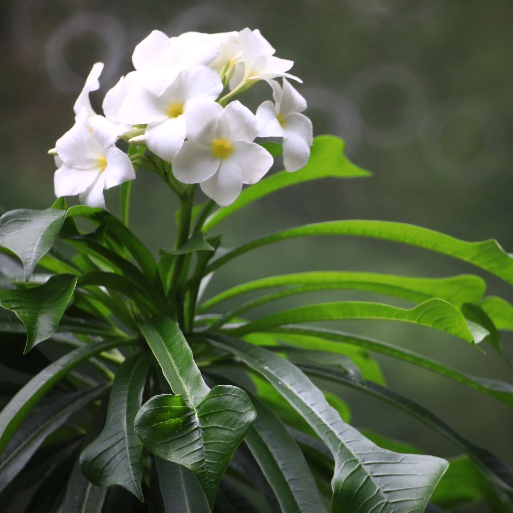 Bridal Bouquet Plumeria White Flowering Tree, featuring a beautiful close-up of elegant clusters of delicate white blooms with distinct yellow centers, surrounded by elongated, lush green foliage, showcasing its stunning tropical beauty.