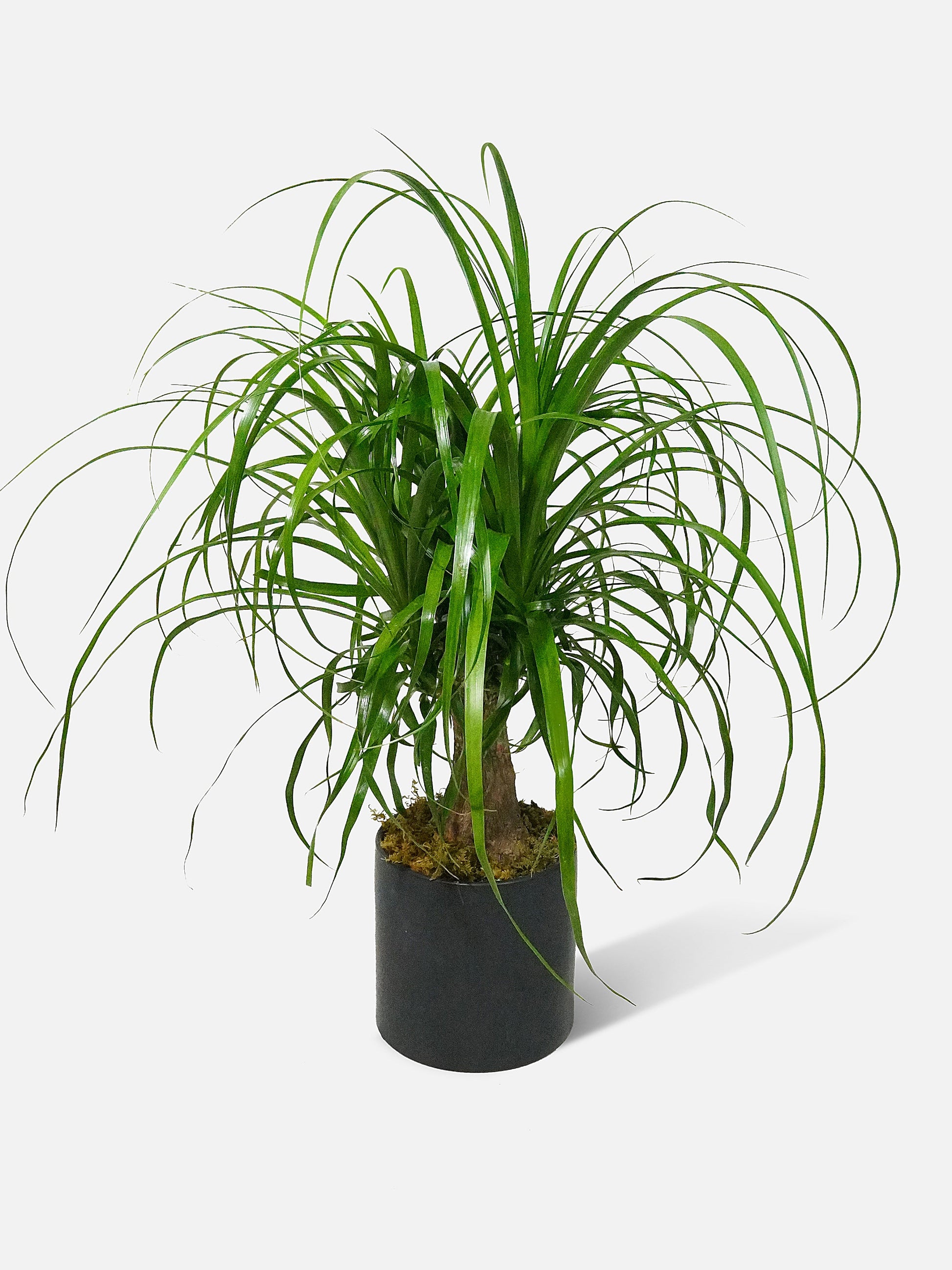 ponytail palm houseplant with swollen trunk base and cascading green leaves in a decorative pot.