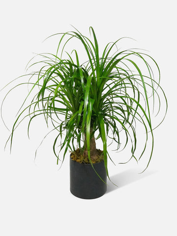 ponytail palm houseplant with swollen trunk base and cascading green leaves in a decorative pot.