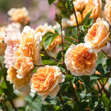 David Austin® Port Sunlight Rose | David Austin® Roses