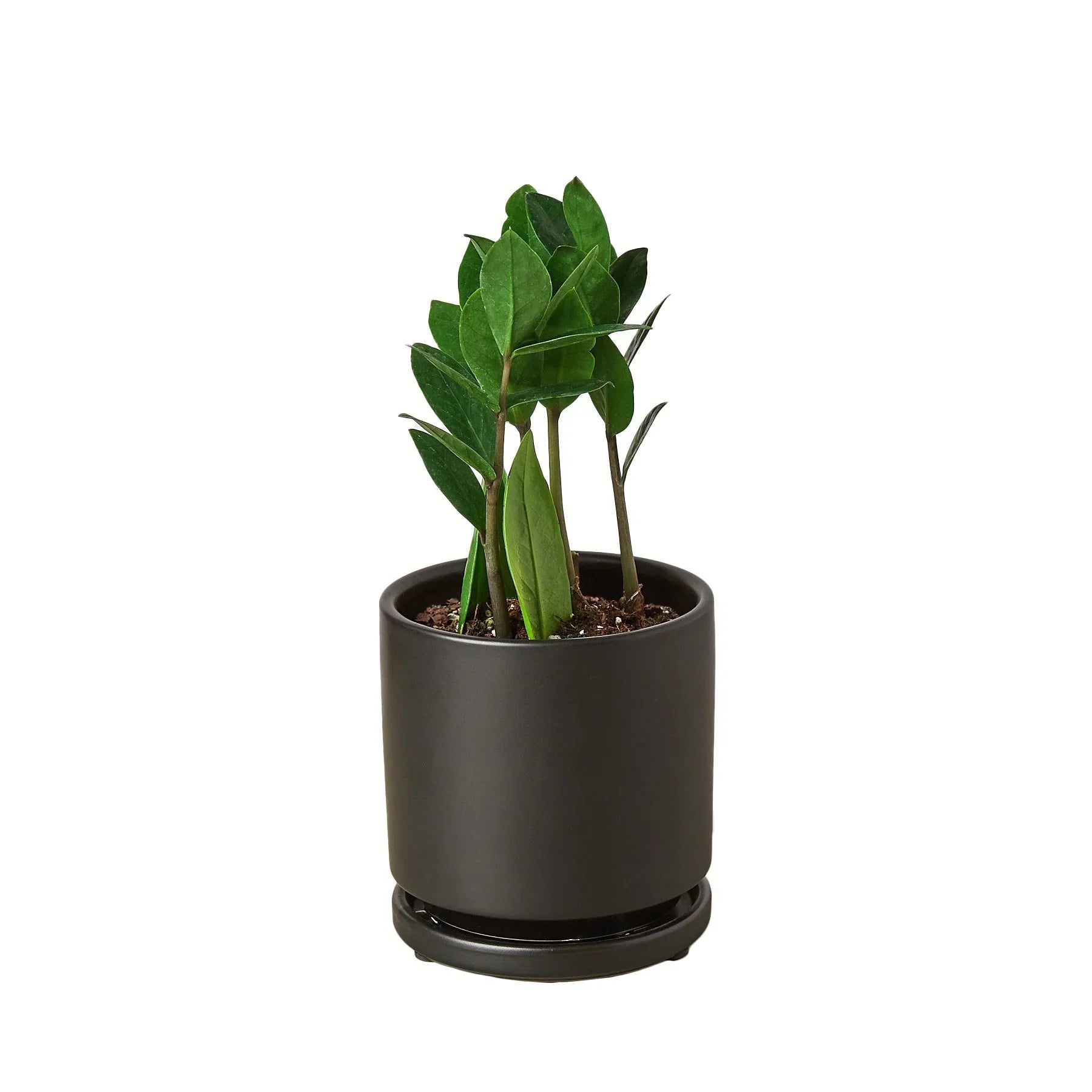 Zamioculcas Zamiifolia ZZ - ZZ Top Performer: Low-Light, Drought-Tolerant Houseplant