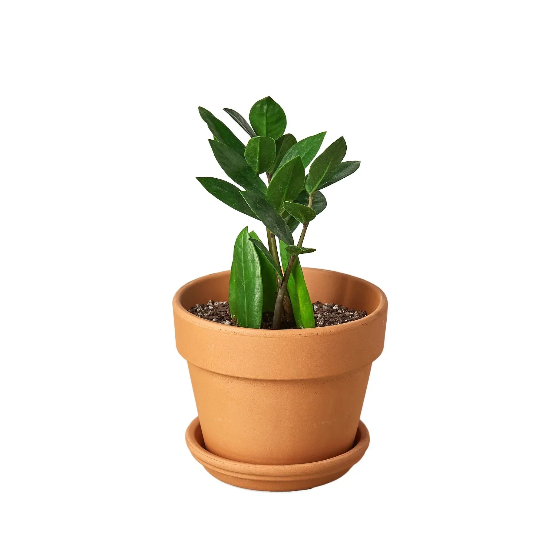 Zamioculcas Zamiifolia ZZ - ZZ Top Performer: Low-Light, Drought-Tolerant Houseplant