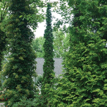 Thuja Sting™ Arborvitae