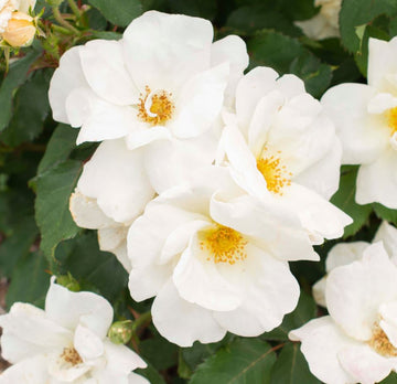 Rose 'White Out'