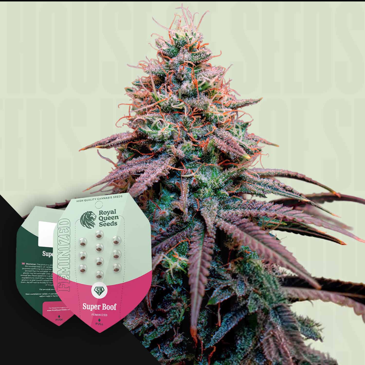 RQS-SB-0