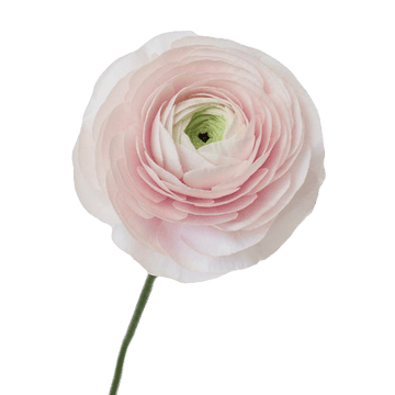 Blush boutonniere and wrist corsage