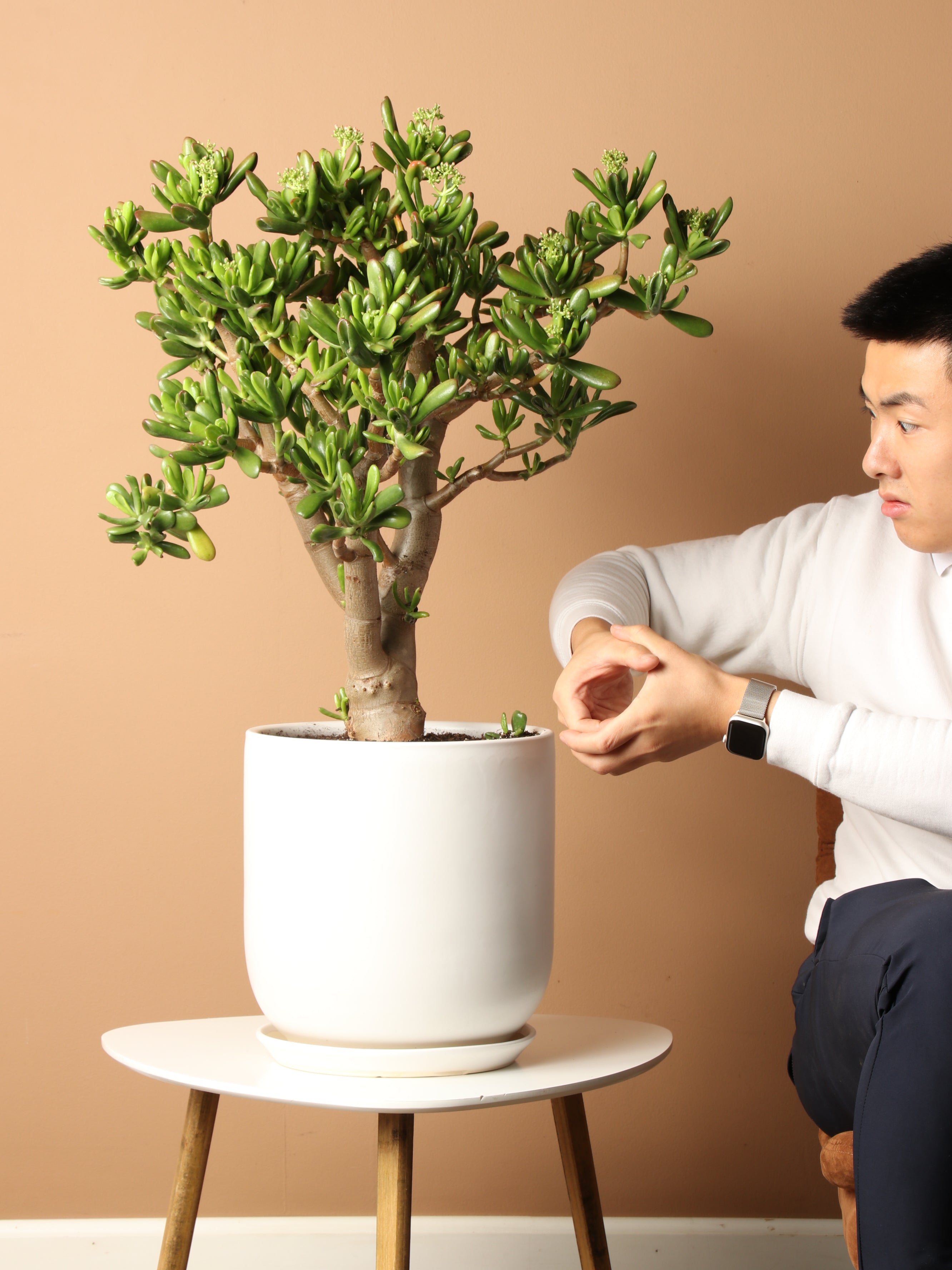 Full Size Jade Succulent Bonsai (Crassula)