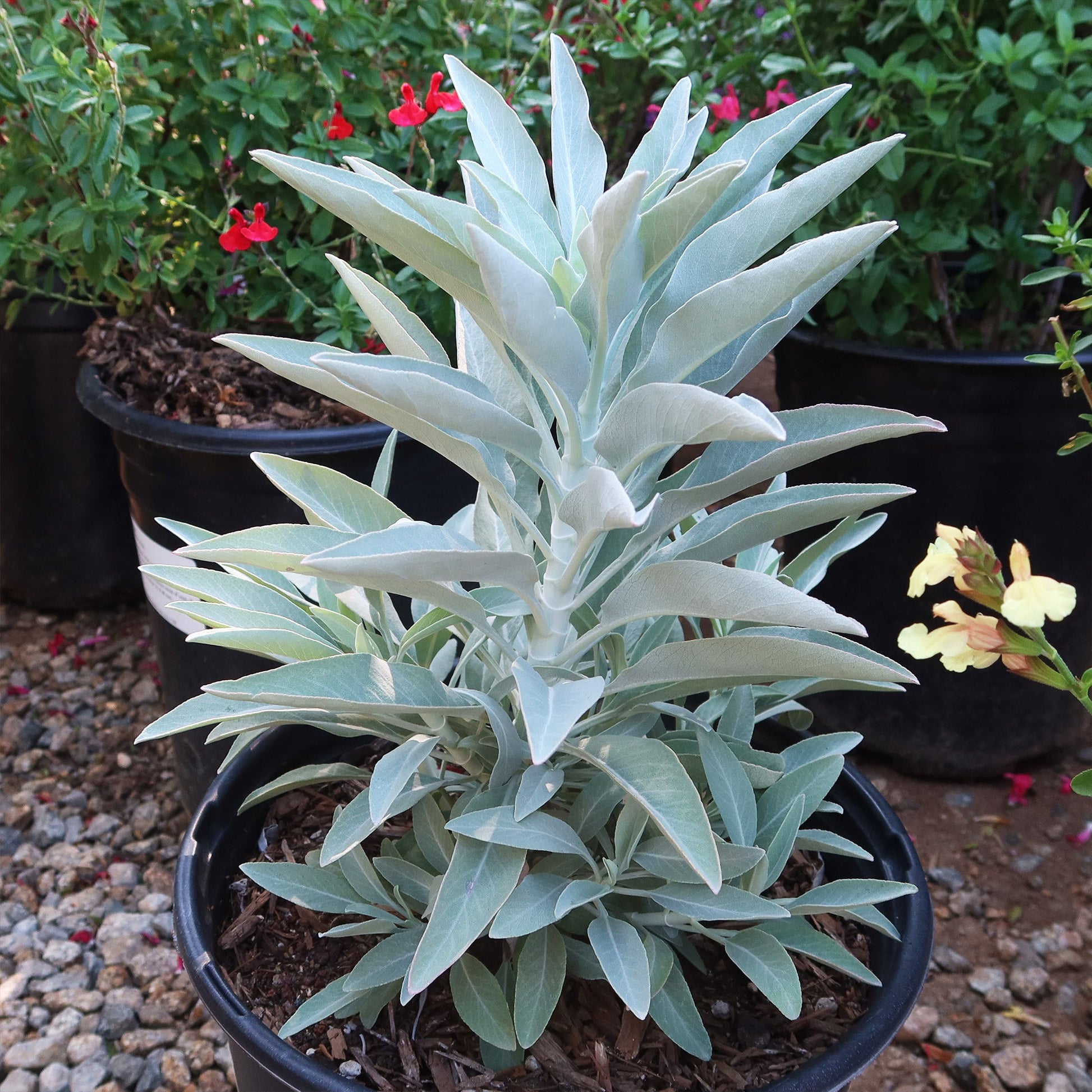 White Sage Plant ‘Salvia apiana’ with upright stems and silvery-green, velvety leaves—great for gardens, pots, or smudge sticks.
