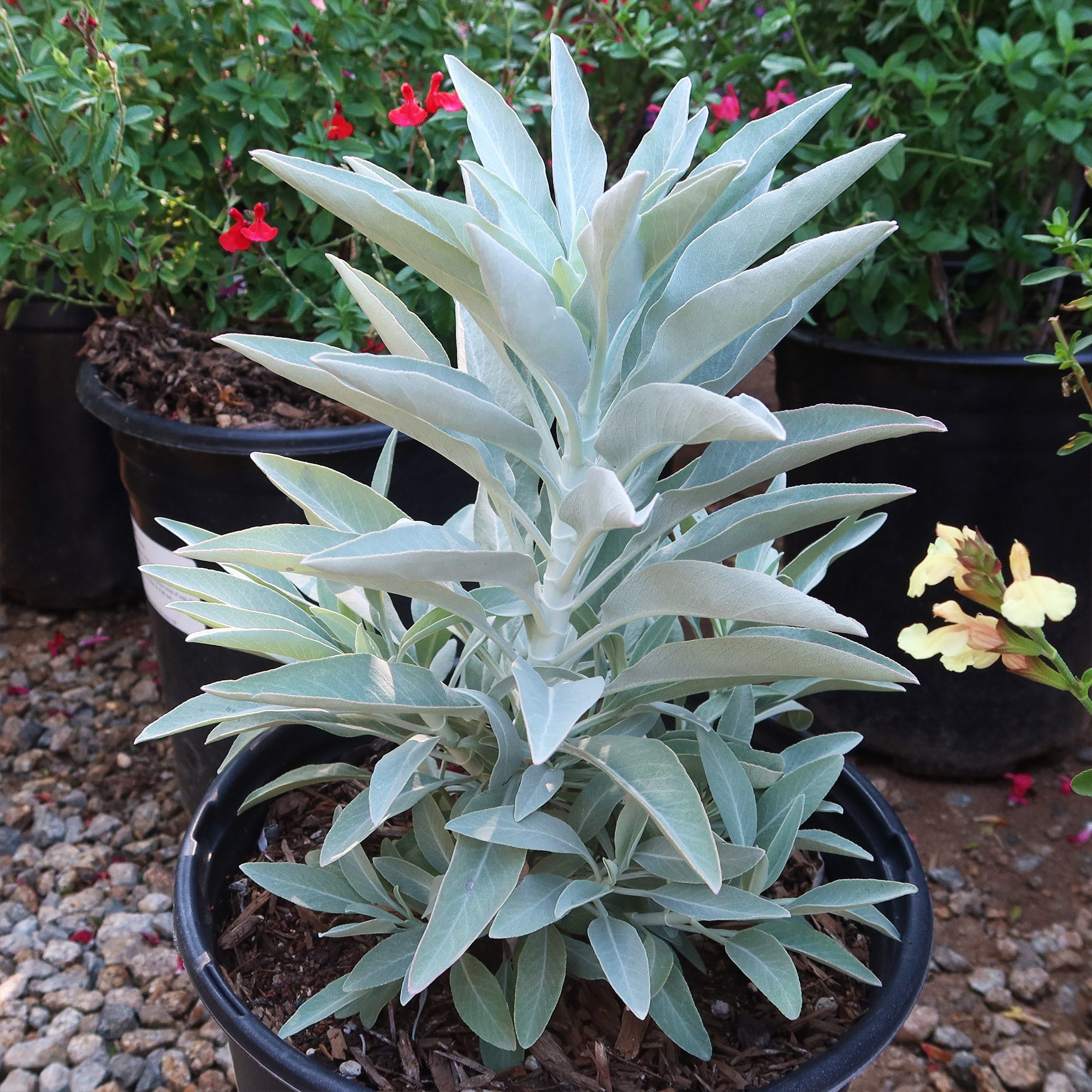 White Sage Plant ‘Salvia apiana’ with upright stems and silvery-green, velvety leaves—great for gardens, pots, or smudge sticks.