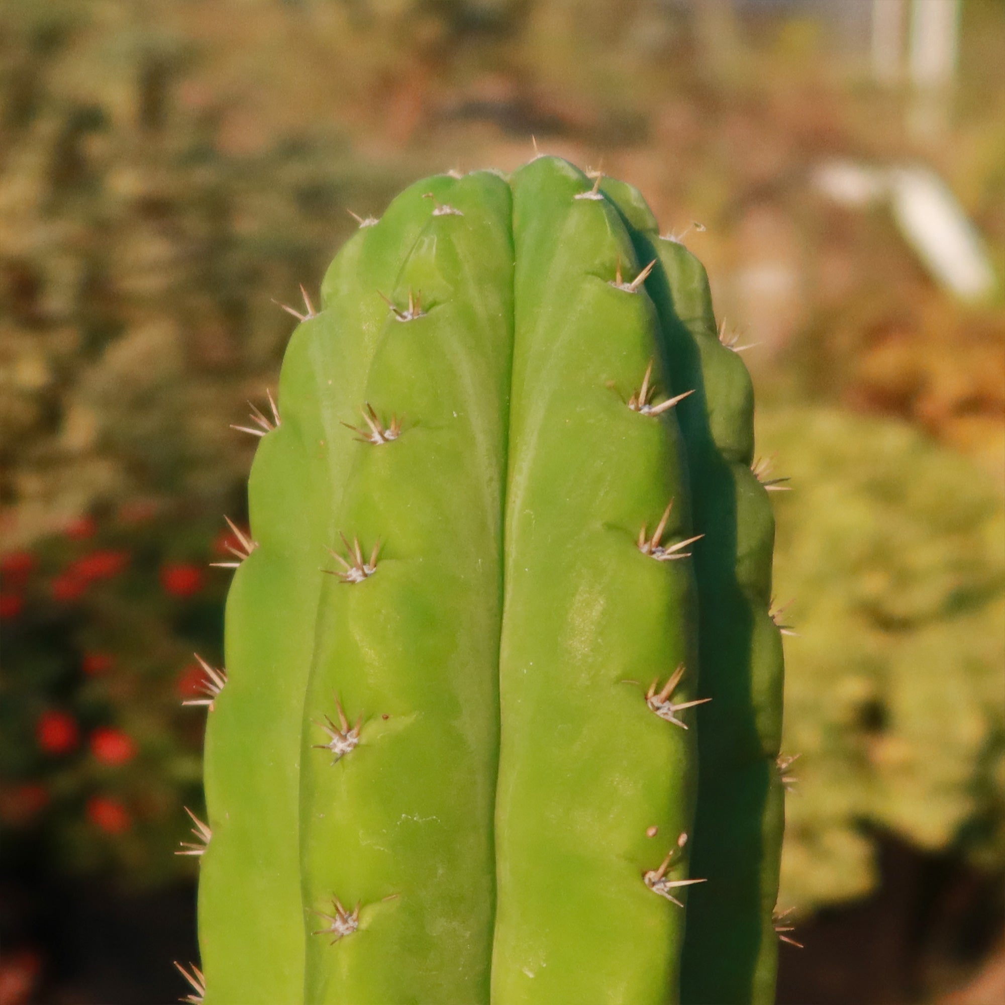 Close-up of San Pedro Cactus 'Echinopsis pachanoi' stem, showing vertical ridges and sharp spines, with a blurred background of plants and foliage.