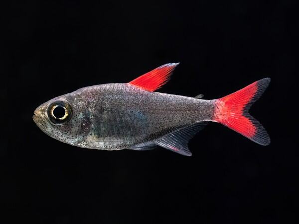Eilyos tetras (Hyphessobrycon Eilyos)