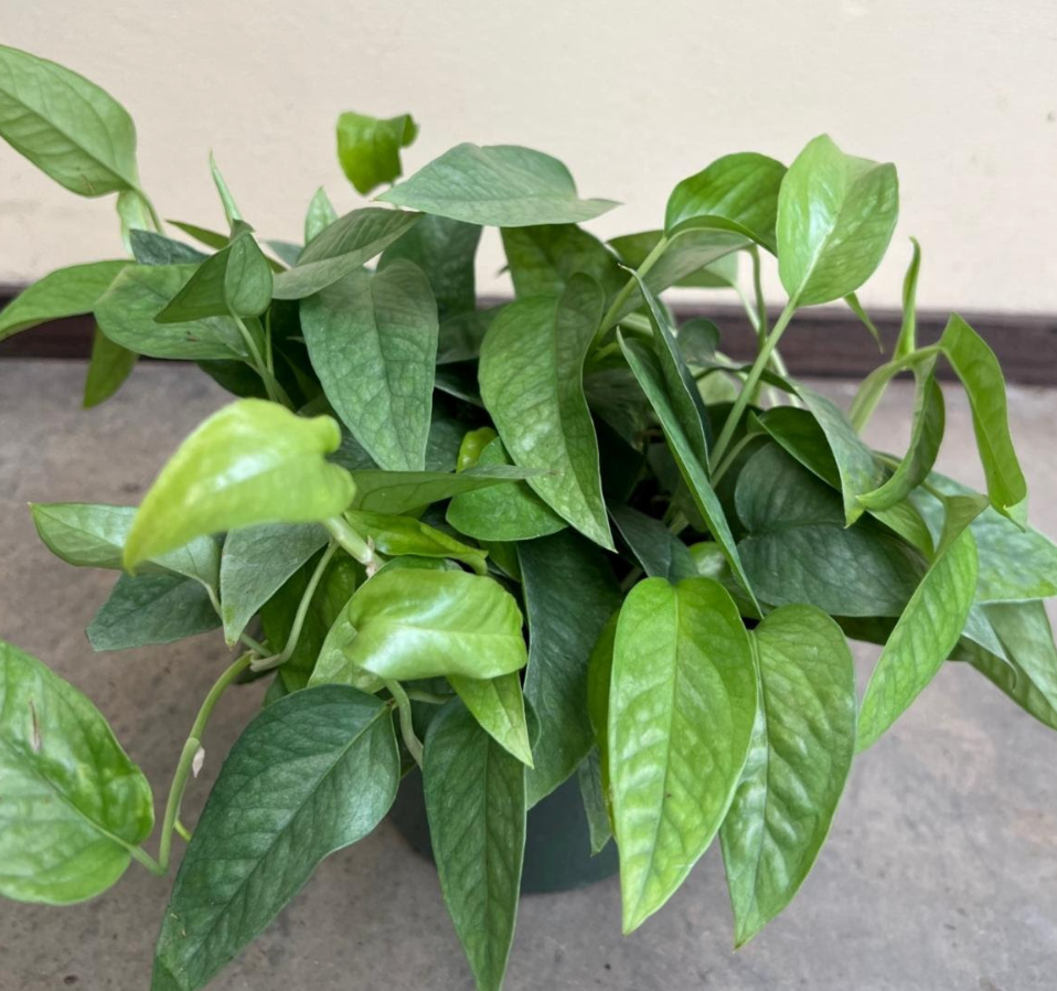 Epipremnum pinnatum (Pothos) 'Cebu Blue'