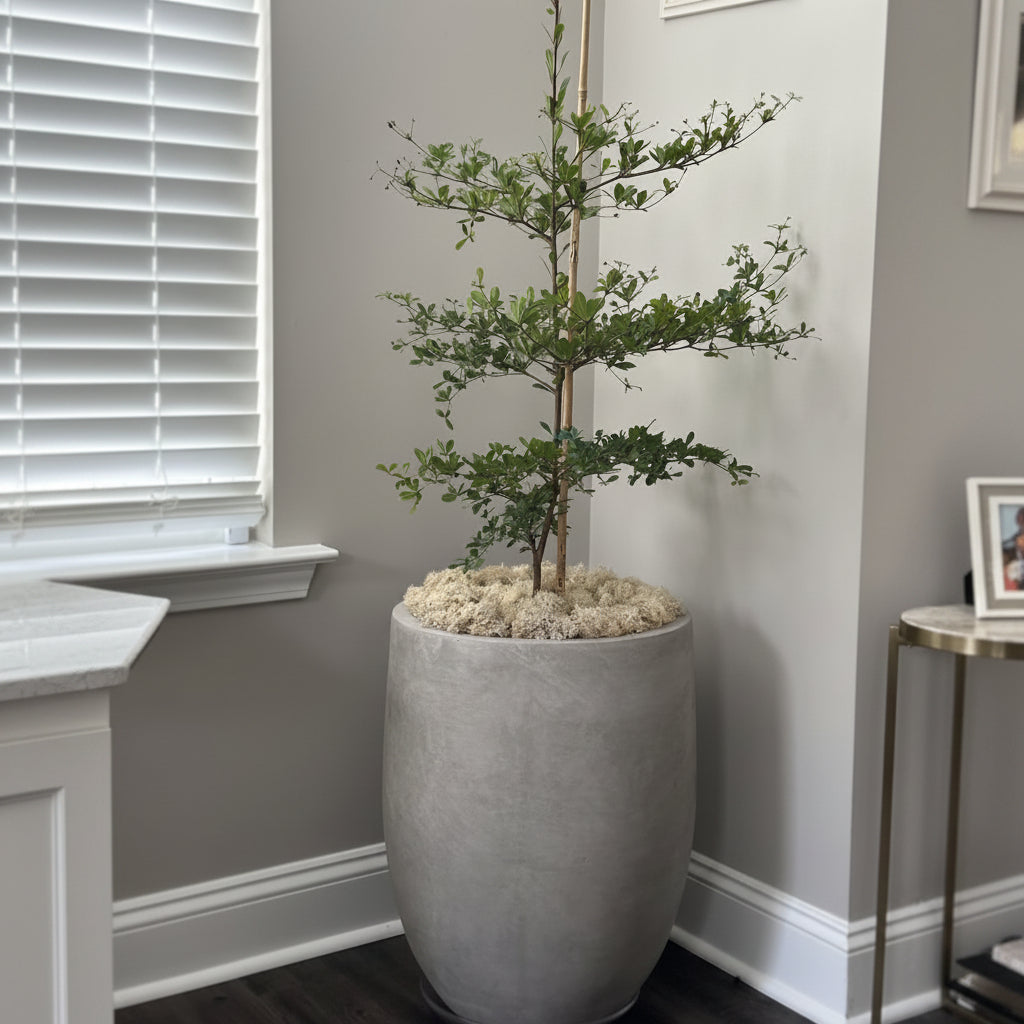 Black Olive Shady Lady Living room