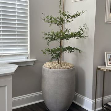 Black Olive Shady Lady Living room