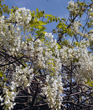 Wisteria floribunda 'Shiro Kapitan Fuji'