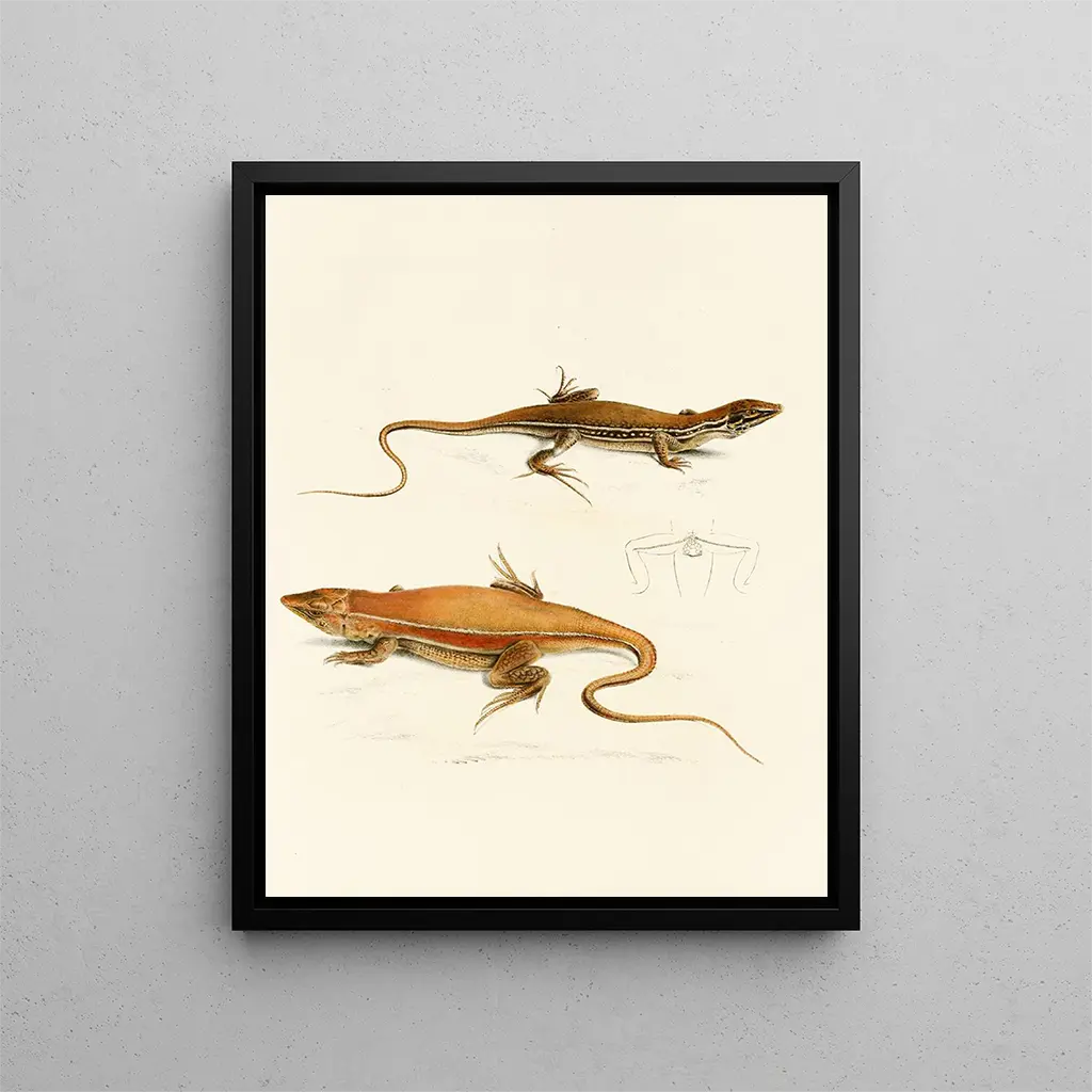 Sir Andrew Smith - Acanthodactylus Capensis.webp