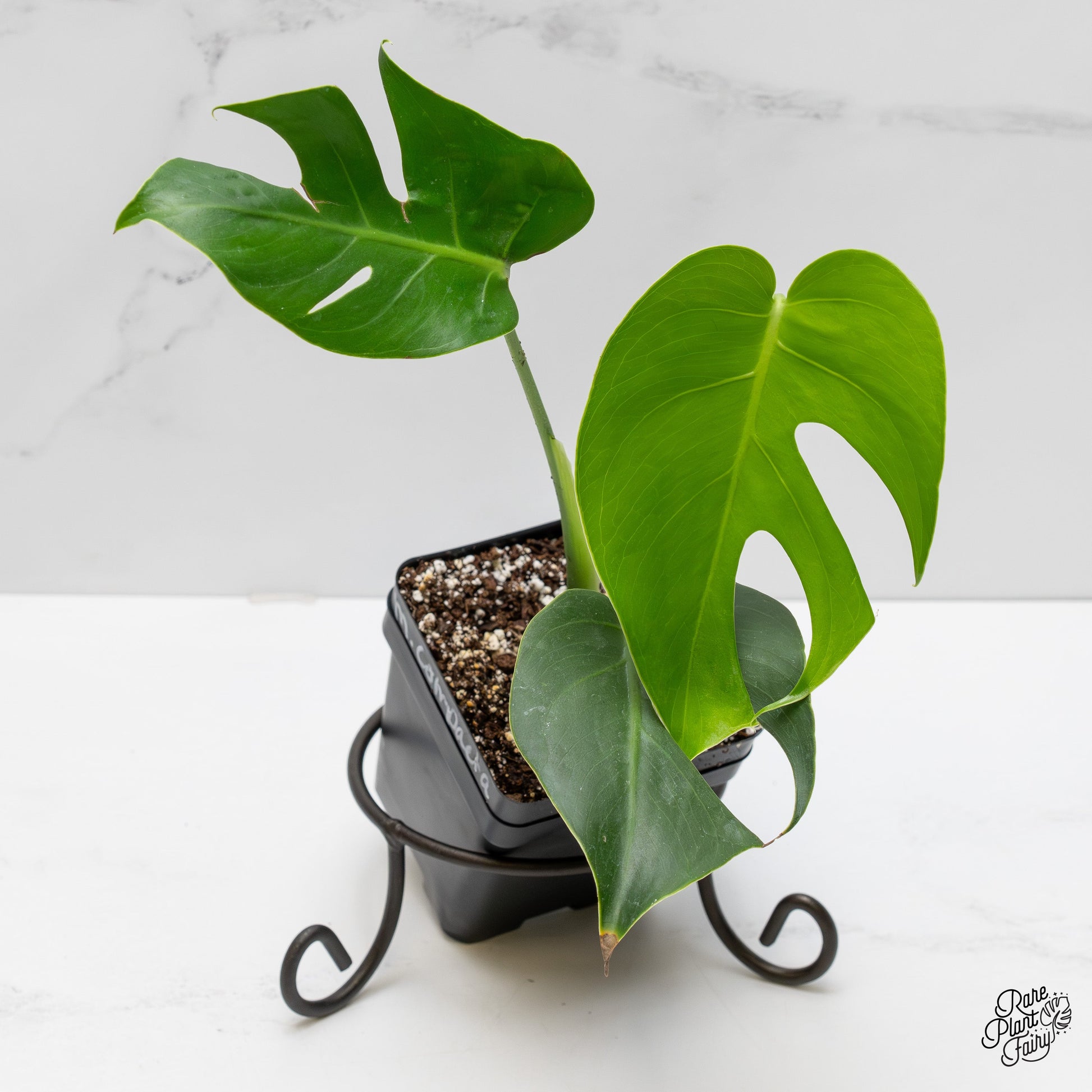 Monstera Deliciosa 'Compacta' with Kunzo Tags *Grower's Choice*