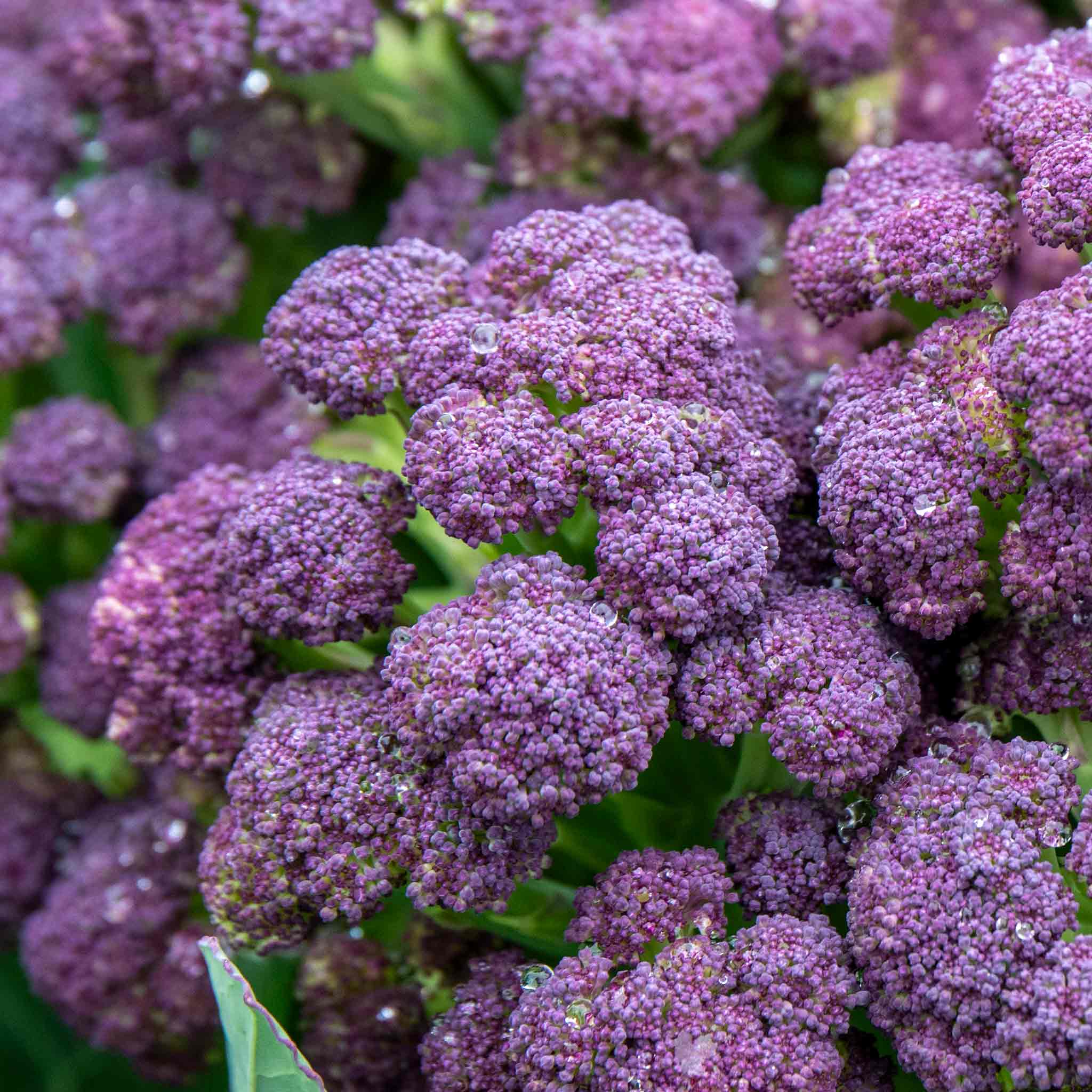 Close-up of purple sprouting broccoli showing clusters of heads sprouting from green plant.