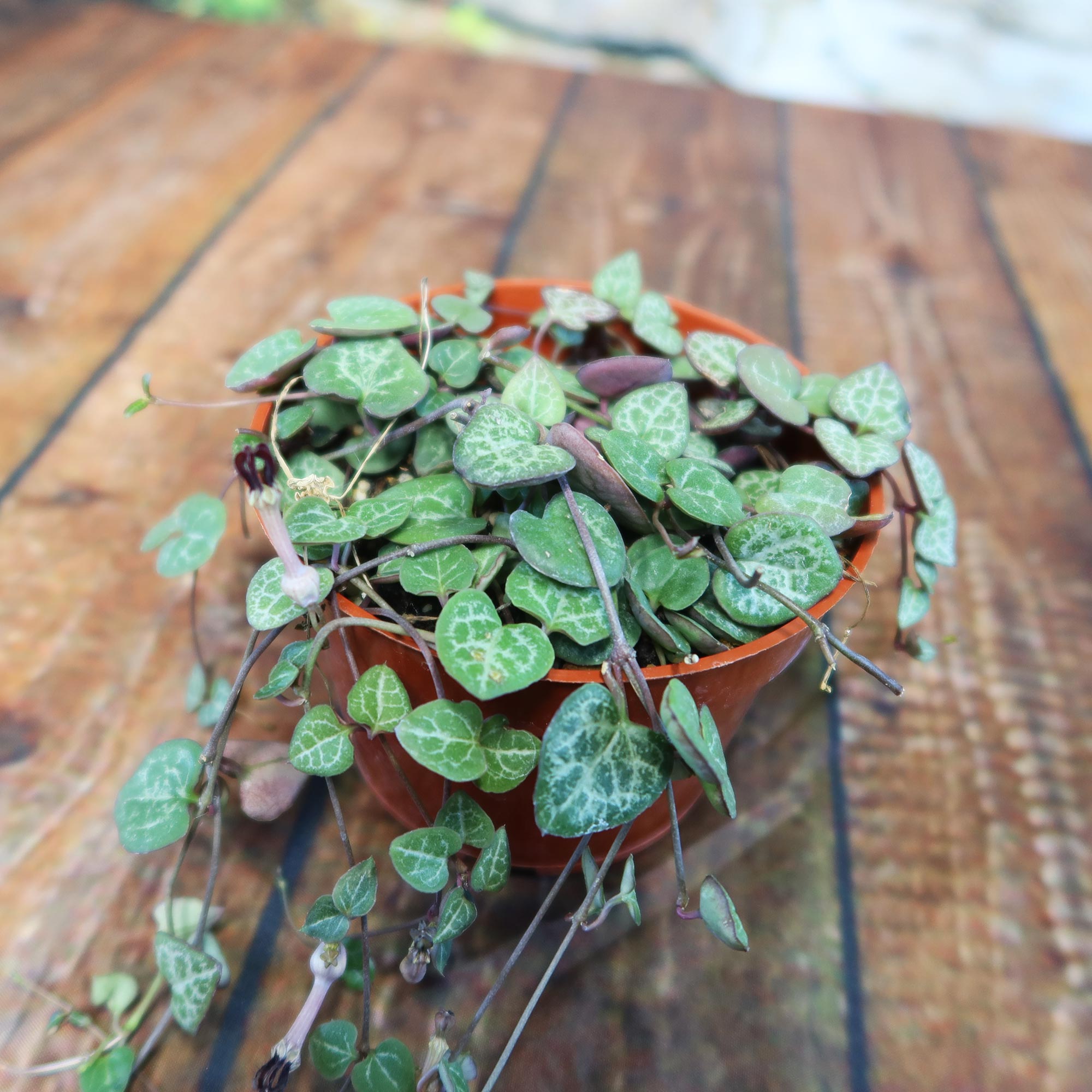 String of Hearts plant (Ceropegia woodii) with heart-shaped, white-patterned green leaves and trailing vines on a wooden surface.