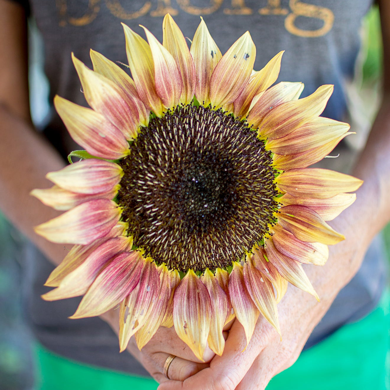 Light pink and pale yellow sunflower held by a gardener.