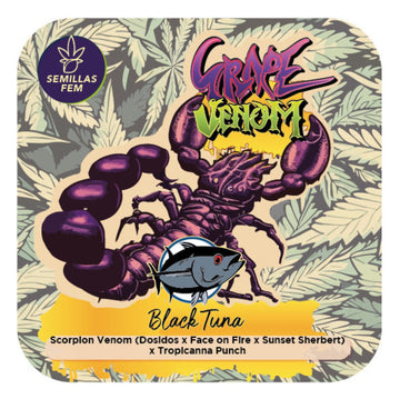Grape Venom Feminizada - Black Tuna - Pack x 3