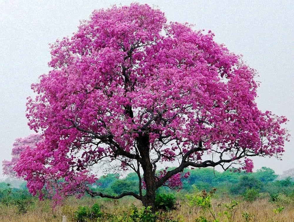 10 Tabebuia Rosea Plants, Rosy Trumpet Tree, Pink Poui Plants With Phytosanitary certificate