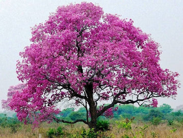 10 Tabebuia Rosea Plants, Rosy Trumpet Tree, Pink Poui Plants With Phytosanitary certificate