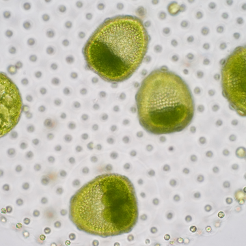 FSS AcquaSeal® Algae 10